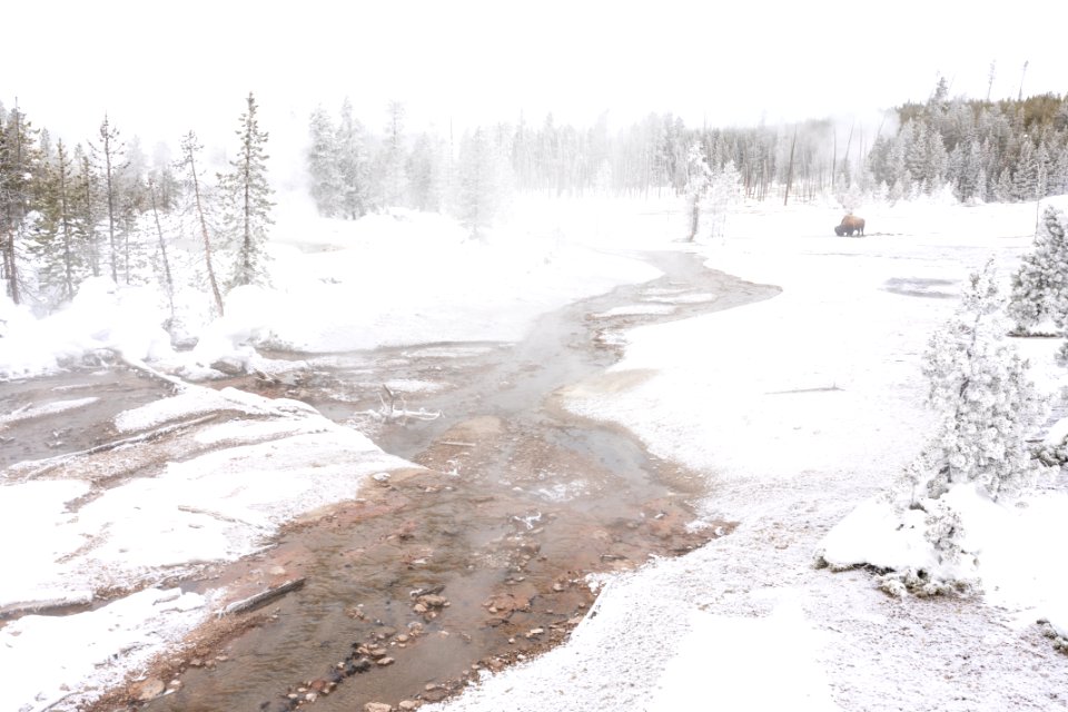 Echinus Geyser outflow channel with bison