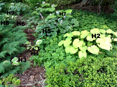 Hosta Vista ACH14