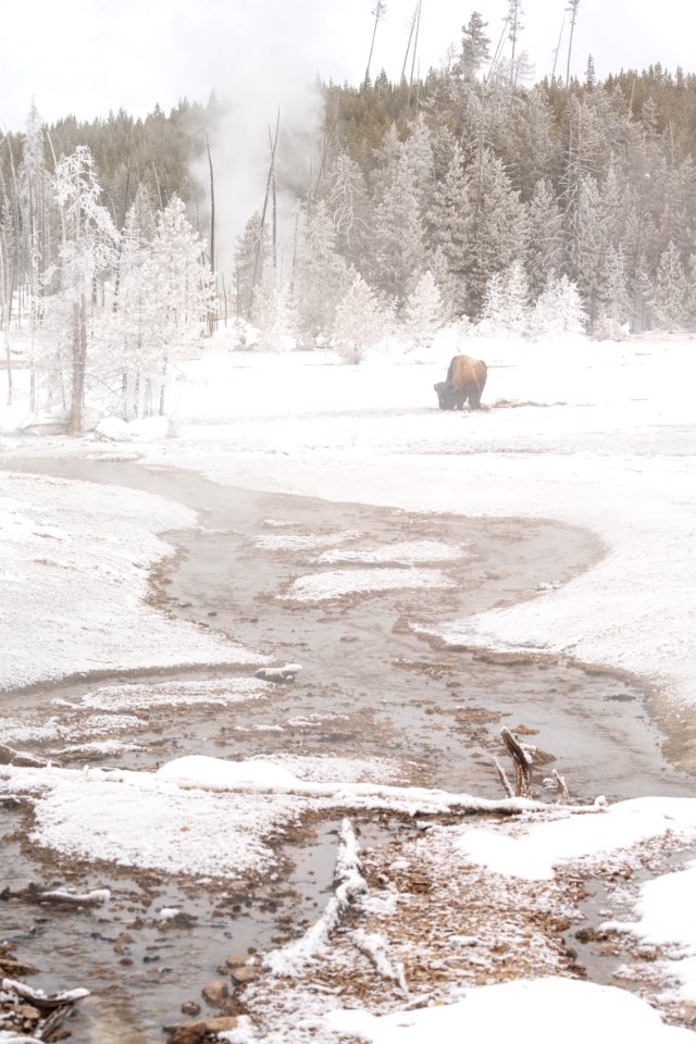 A bison grazes near Echinus Geyser outflow channel (portrait)