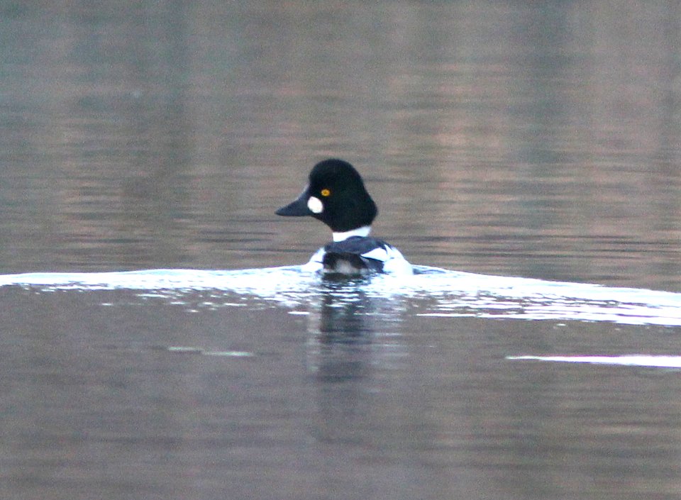 COMMON GOLDENEYE (12-14-13) nogales cbc, patagonia lake, scc, az