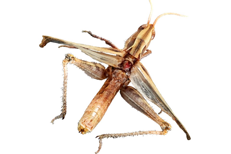 Cordillacris occipitalis (top view)