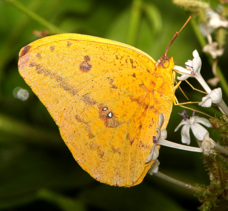 SULPHUR, LARGE ORANGE (Phoibus agarithe) (11-6-13) the butterfly center, mission, tx -01