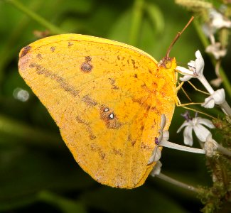 SULPHUR, LARGE ORANGE (Phoibus agarithe) (11-6-13) the butterfly center, mission, tx -01