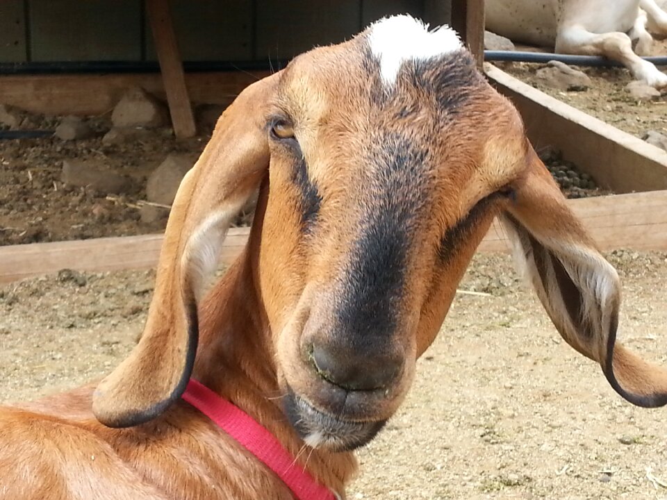 Ears farm domestic