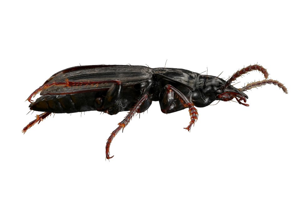 Pterostichus adastrius (side view)