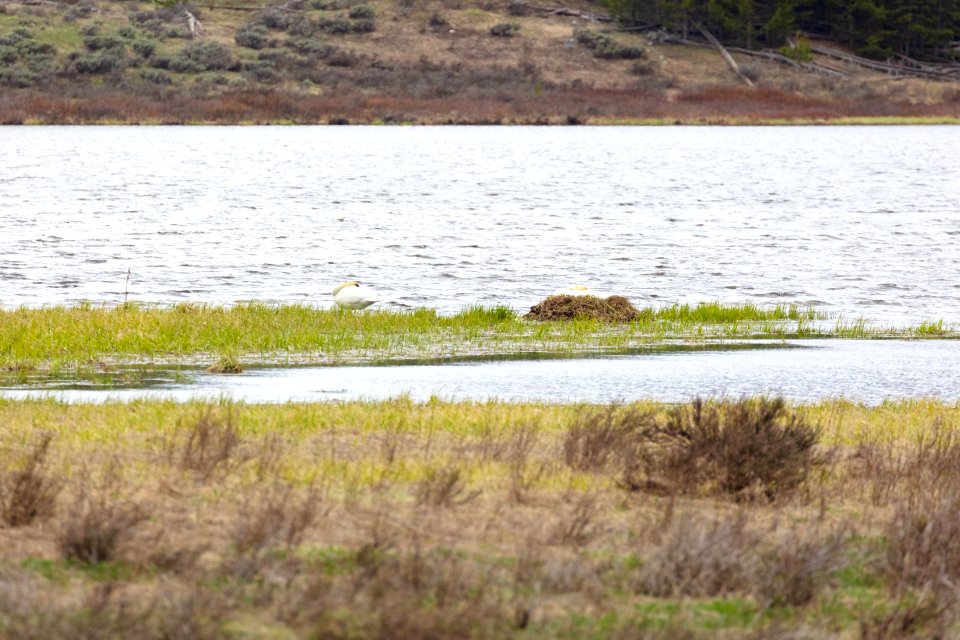 Trumpeter swan nest along the shore of Swan Lake
