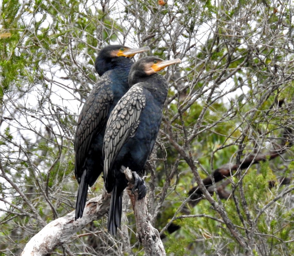Great cormorants