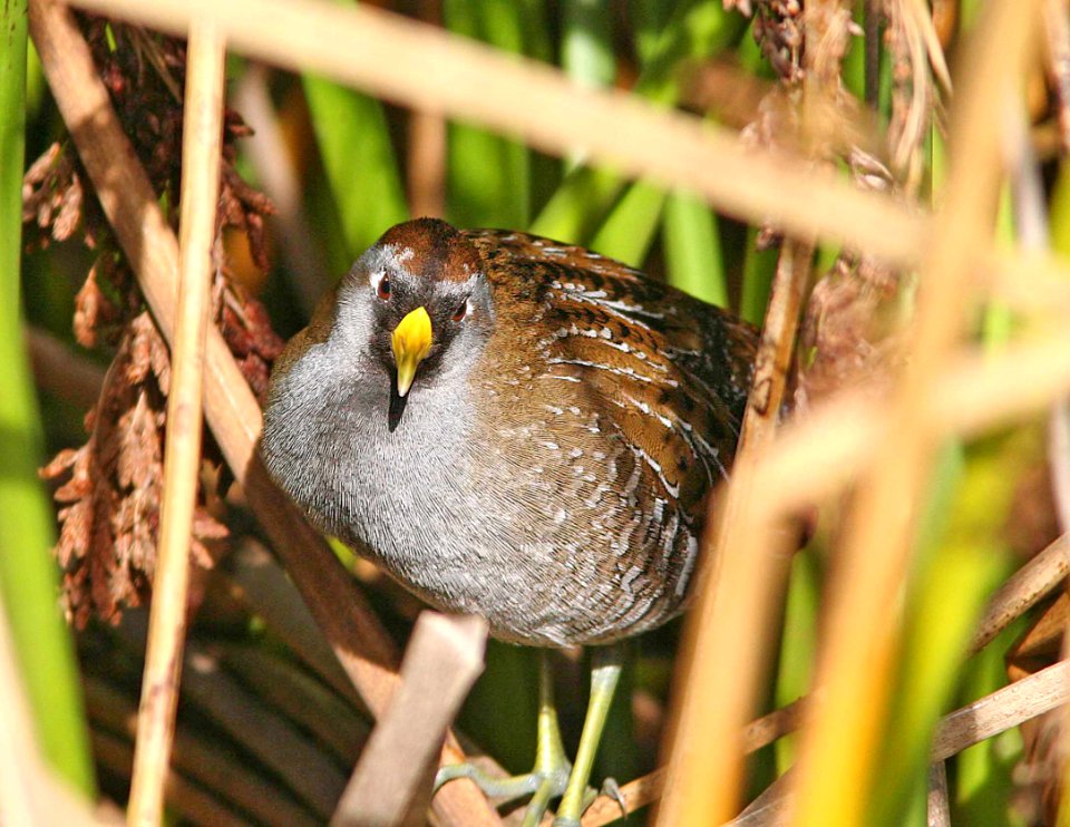 240 - SORA (1-7-08) cloisters, slo co, ca (1)