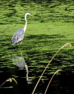Nature wildlife great