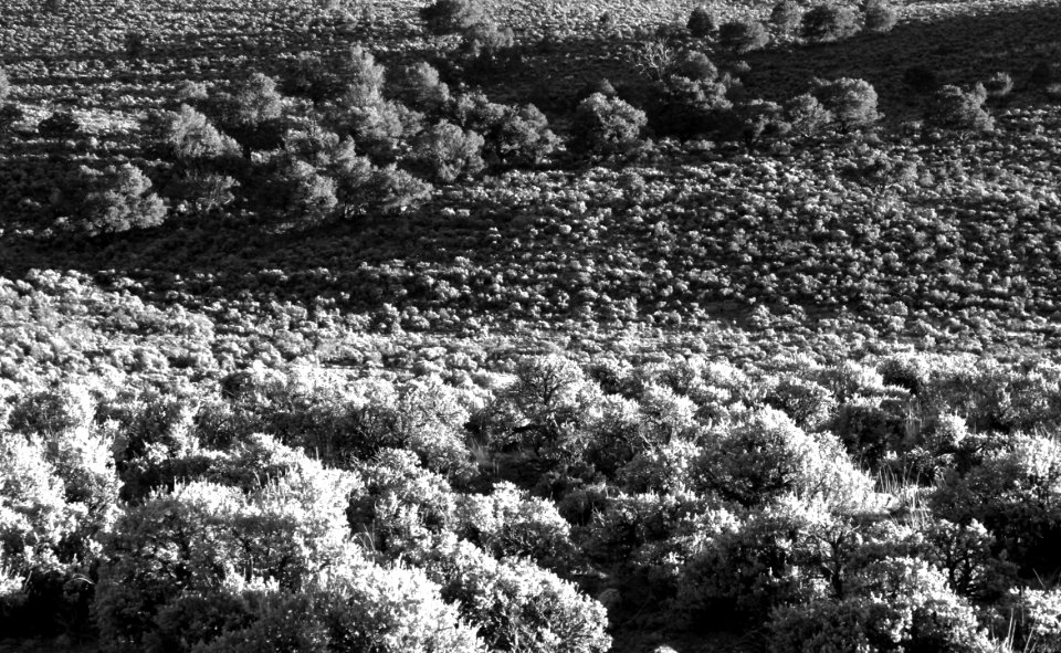 UTAH - EVENING LIGHT ON SAGEBRUSH (6-7-13) near loa (3)