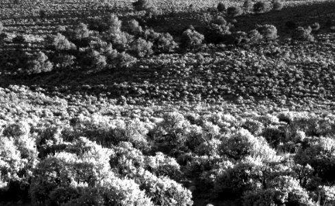UTAH - EVENING LIGHT ON SAGEBRUSH (6-7-13) near loa (3)