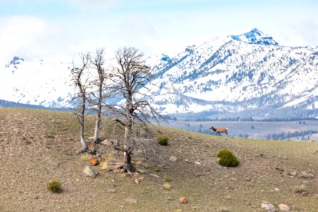 An elk walks along a ridge in Mammoth Hot Springs