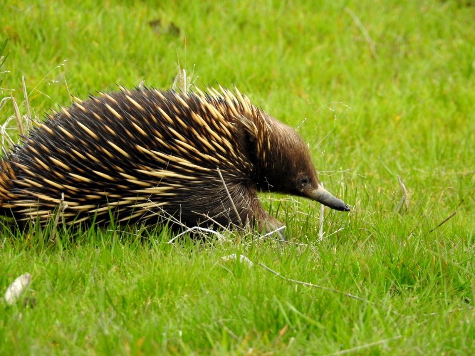 Echidna on the move