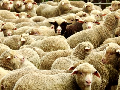 The black sheep in the family