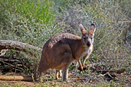 Euro kangaroo