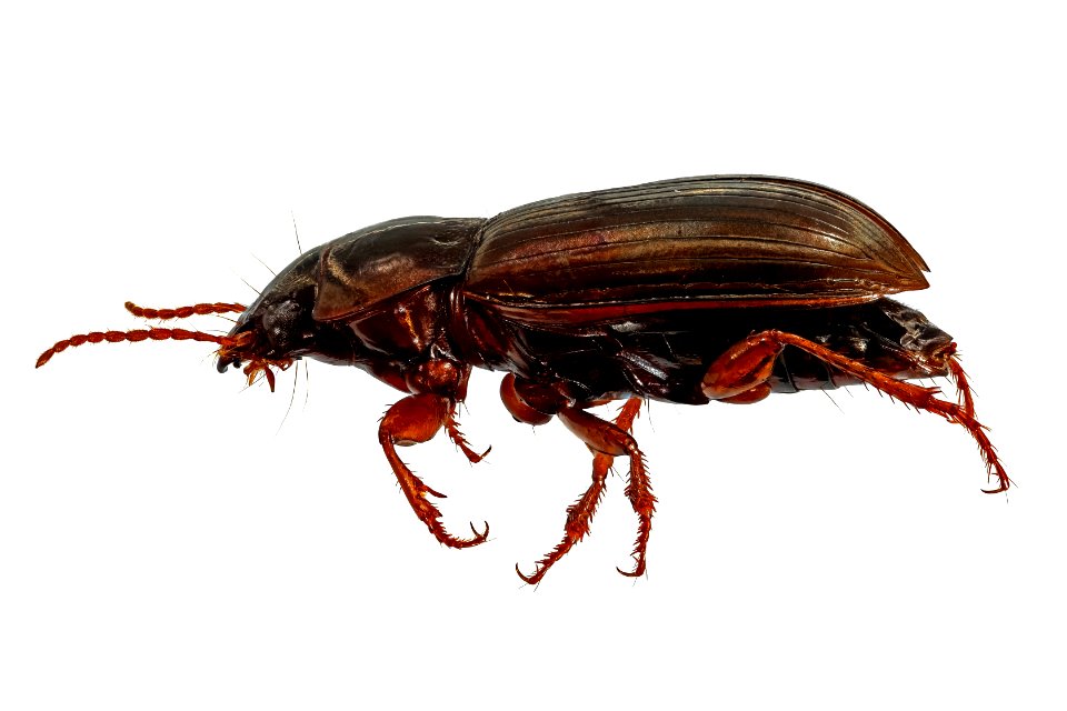 Amara quenseli (side view)
