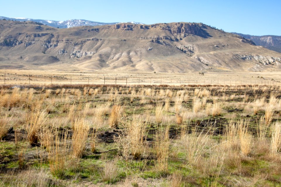 Cinnabar Basin prescribed burn project (28) - treated area