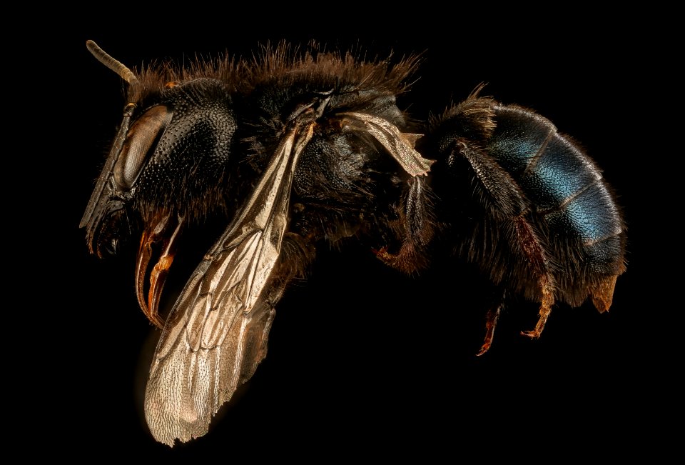 Osmia montana, left, f, Mariposa CA 2017-07-27-19.25