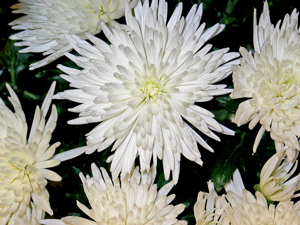 Impression white purity
