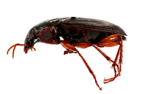 Calathus ingratus (side view)