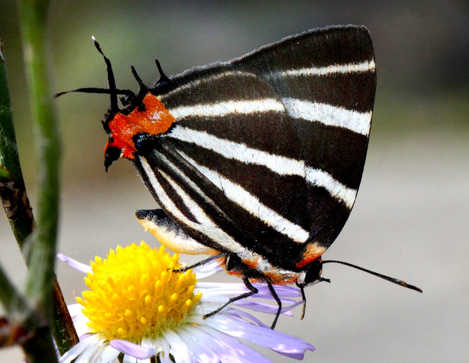 ZEBRA HAIRSTREAK (Panthiades bathildis) (11-18-13) male, road end at river, salineno, starr co, tx -02