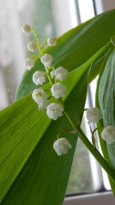 Flower bloom beautiful
