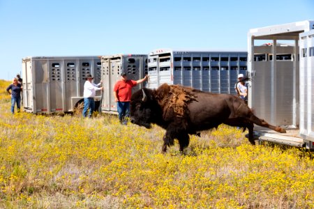 First group of Yellowstone bison exiting the trailers at Ft. Peck Indian Reservation (2)