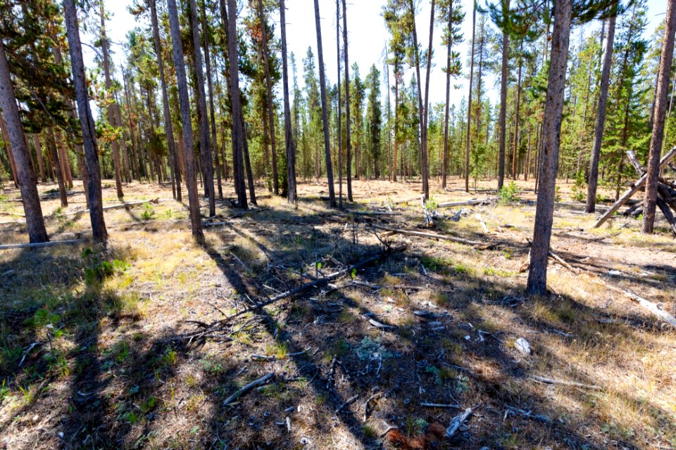2019 West Fuels Treatment Project: post-treatment (2)