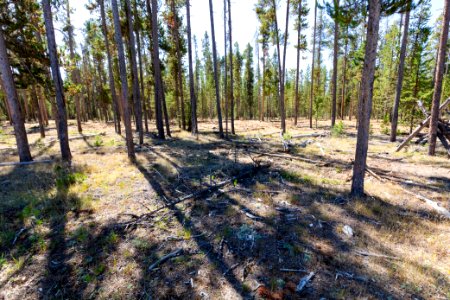 2019 West Fuels Treatment Project: post-treatment (2)