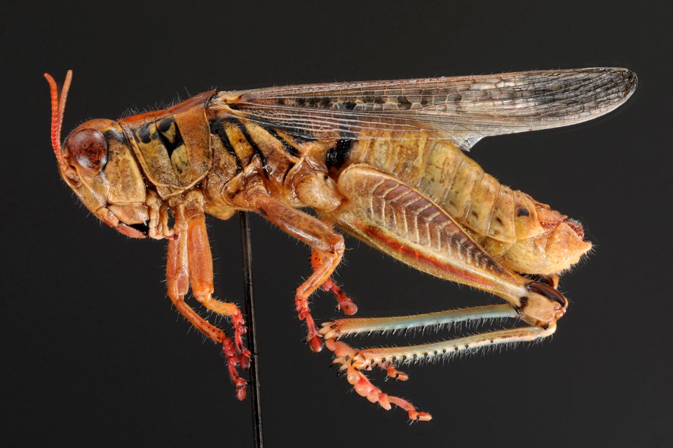 Melanoplus sanguinipes side