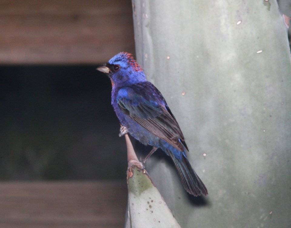 BUNTING, VARIED (8-4-10) yard, west of patagonia, scco, az -01
