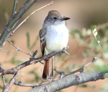 FLYCATCHER, ASH-THROATED (11-25-10) 78 circulo montana, patagonia lake ranch estates, scc, az -02