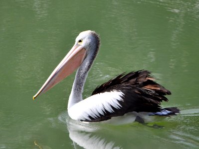 Pelican photo