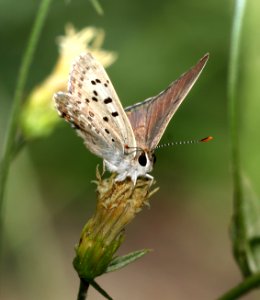 COPPER, EDITH'S (Lycaena editha) (8-9-2017) placer co, ca -01 photo