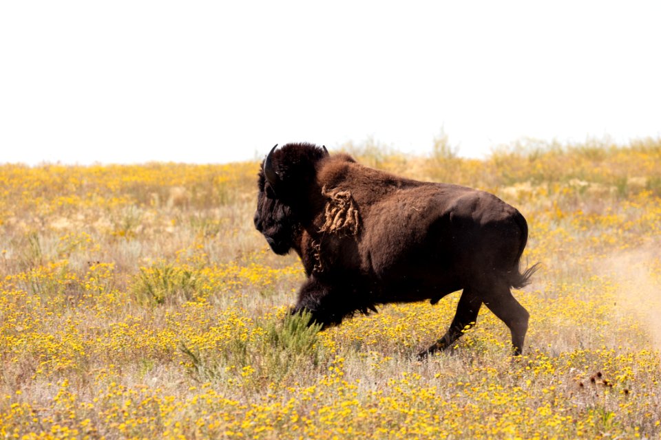 Yellowstone bison released at Ft. Peck Indian Reservation (4)