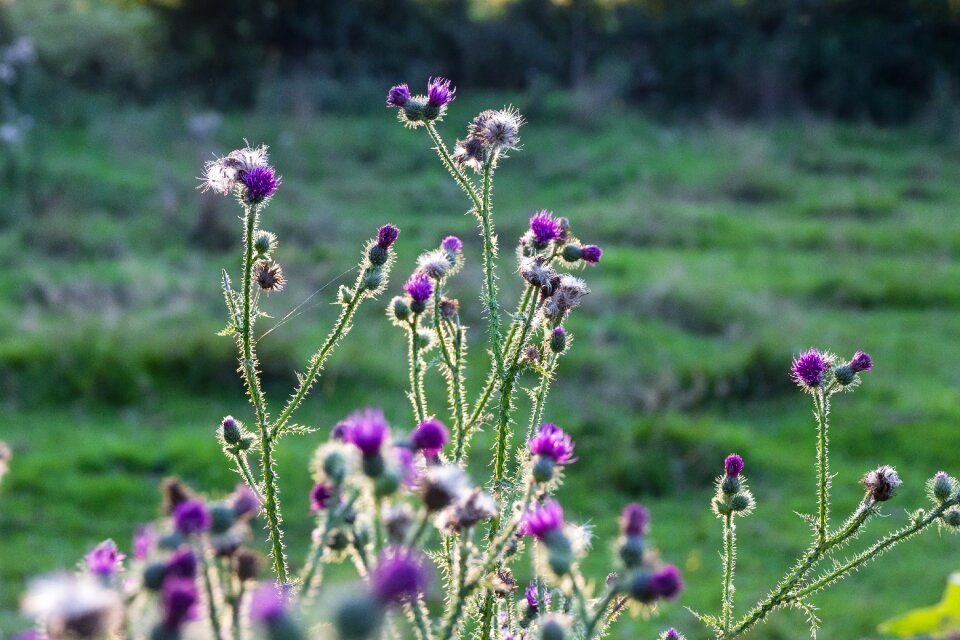 Purple bloom flowers