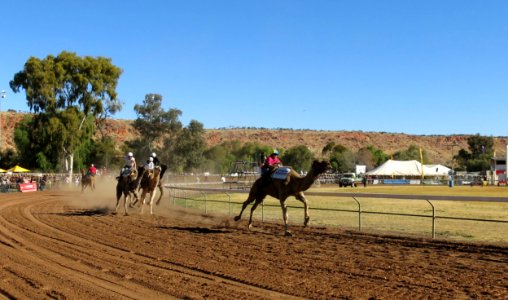 Alice Springs Camel Cup 2015 II photo