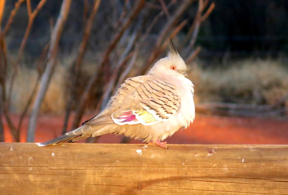 Crested pigeon