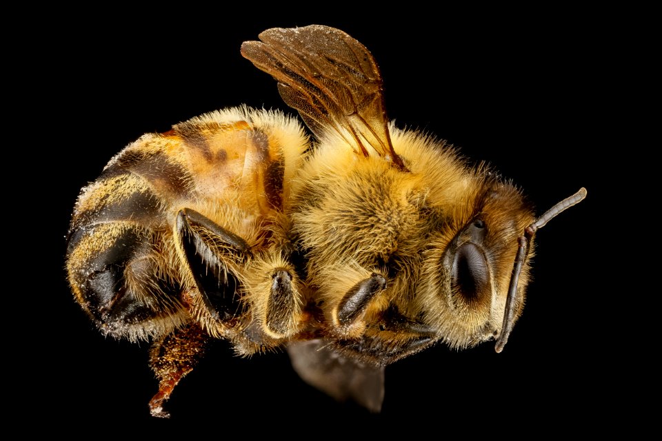 Apis mellifera F, whole bee, MD, Beltsville 2013-04-25-16.28.09 ZS PMax