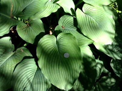 hosta 14F