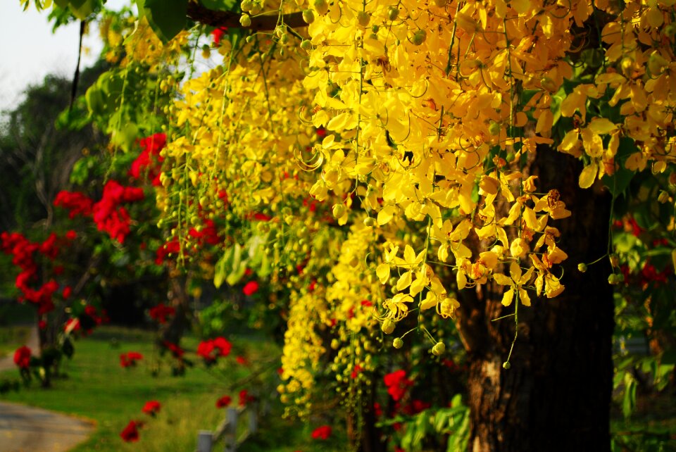 Thailand flower tree