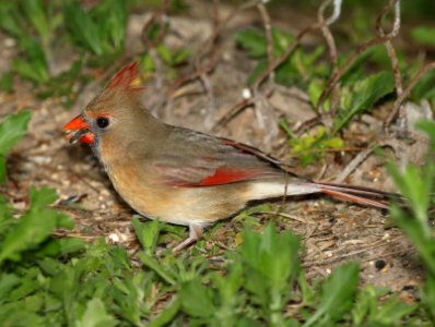 916 - NORTHERN CARDINAL (2-14-2015) americana r v park, mission, hidalgo co, tx -02
