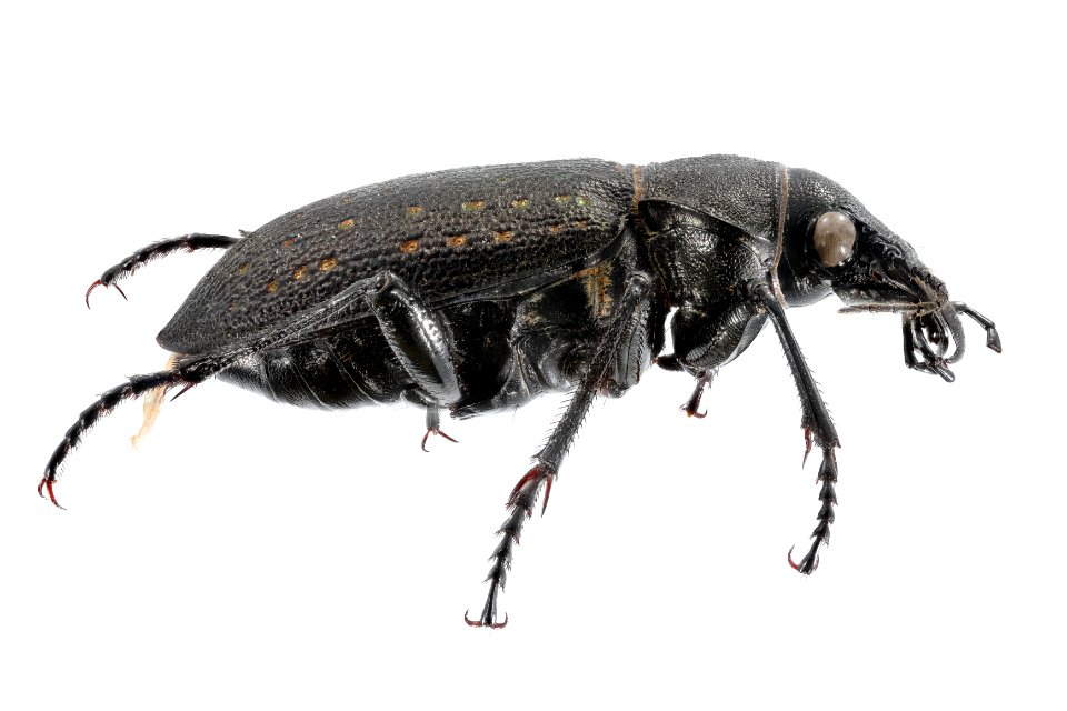 Fiery Hunter Beetle (side view) - Calosoma tepidium