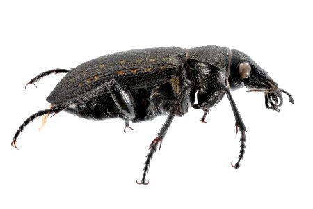 Fiery Hunter Beetle (side view) - Calosoma tepidium