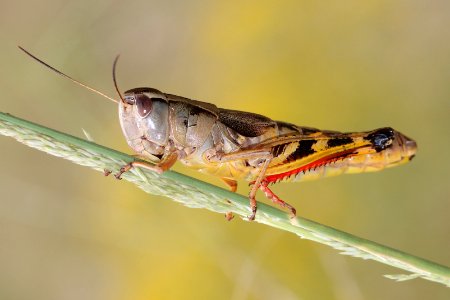 GRASSHOPPER, sp (9-27-12) ca gulch, pajarito mts, scc, az -01