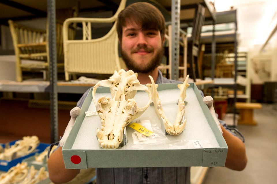 The skull from wolf 7F displayed during a tour of the Heritage and Research Center