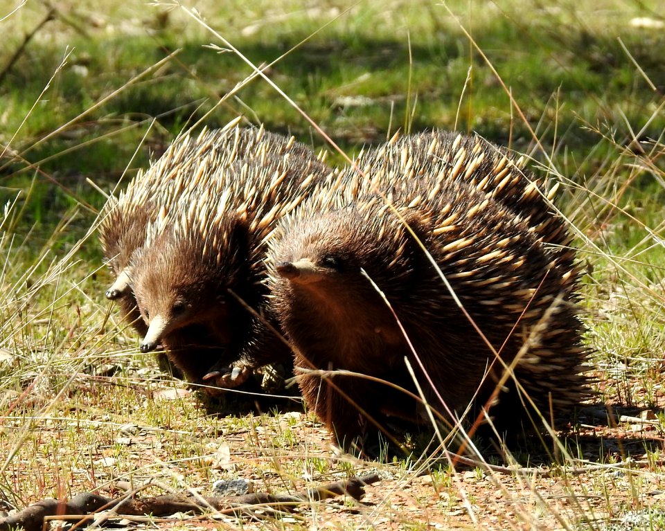 Echidnas on the march