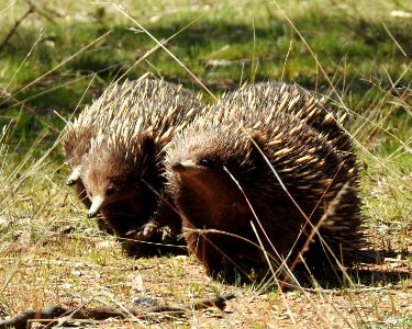 Echidnas on the march
