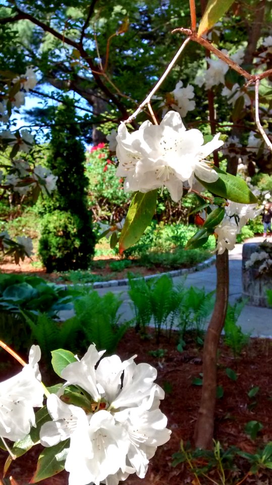 Rhodo R5G top bloom R5F low bloom