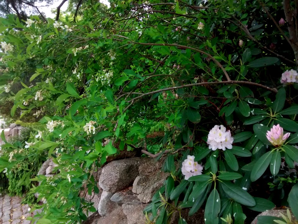 Rhodo R15A on wall with Exochorda